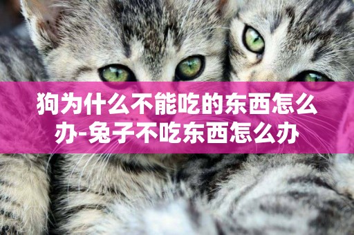 狗為什么不能吃的東西怎么辦-兔子不吃東西怎么辦