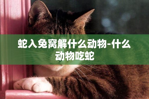 蛇入兔窩解什么動物-什么動物吃蛇
