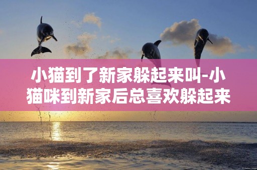 小貓到了新家躲起來叫-小貓咪到新家后總喜歡躲起來、兇鏟屎官