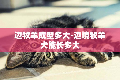 邊牧羊成型多大-邊境牧羊犬能長多大