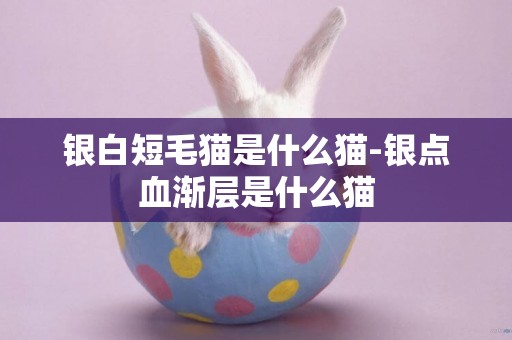 銀白短毛貓是什么貓-銀點血漸層是什么貓