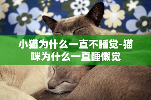 小貓為什么一直不睡覺-貓咪為什么一直睡懶覺