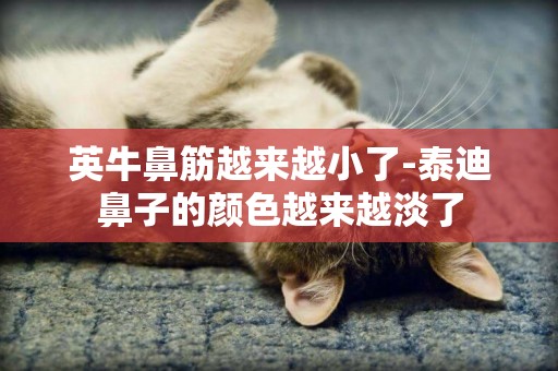 英牛鼻筋越來越小了-泰迪鼻子的顏色越來越淡了