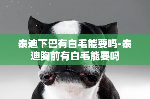 泰迪下巴有白毛能要嗎-泰迪胸前有白毛能要嗎