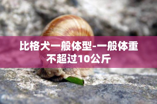 比格犬一般體型-一般體重不超過10公斤