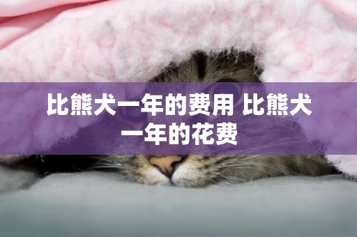 比熊犬一年的費用 比熊犬一年的花費