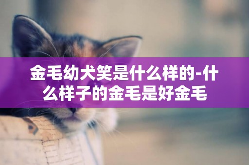 金毛幼犬笑是什么樣的-什么樣子的金毛是好金毛