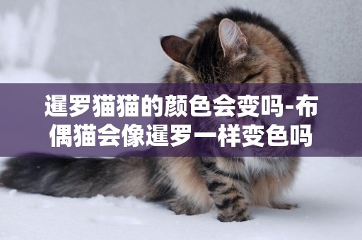 暹羅貓貓的顏色會變嗎-布偶貓會像暹羅一樣變色嗎