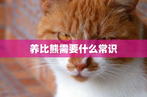 養比熊需要什么常識