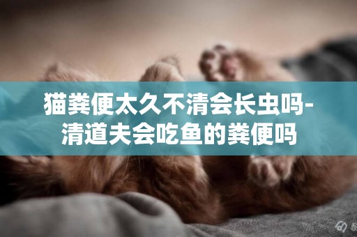 貓糞便太久不清會長蟲嗎-清道夫會吃魚的糞便嗎