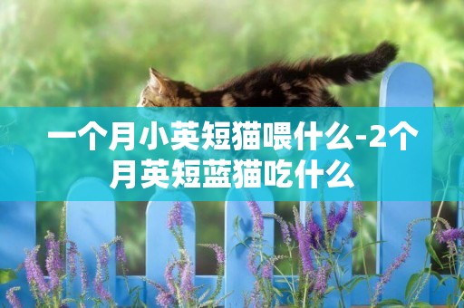 一個月小英短貓喂什么-2個月英短藍貓吃什么