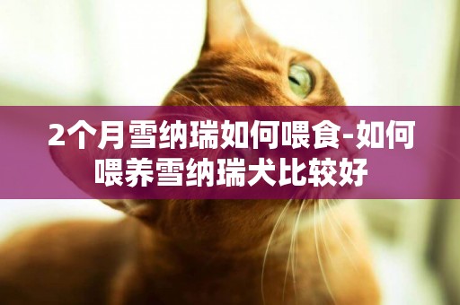 2個月雪納瑞如何喂食-如何喂養雪納瑞犬比較好