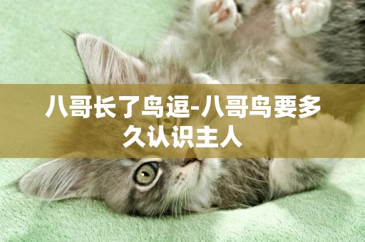 八哥長了鳥逗-八哥鳥要多久認識主人