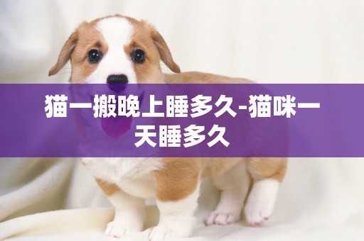 貓一搬晚上睡多久-貓咪一天睡多久