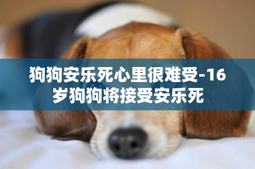 狗狗安樂死心里很難受-16歲狗狗將接受安樂死