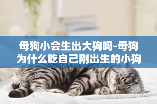 母狗小會生出大狗嗎-母狗為什么吃自己剛出生的小狗