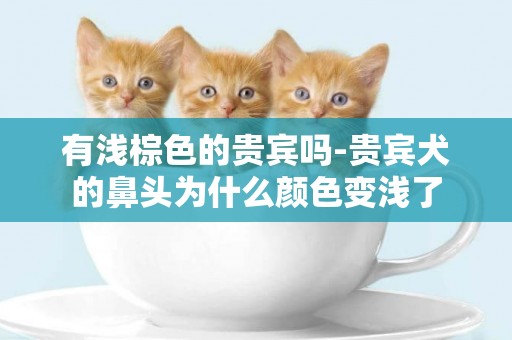 有淺棕色的貴賓嗎-貴賓犬的鼻頭為什么顏色變淺了