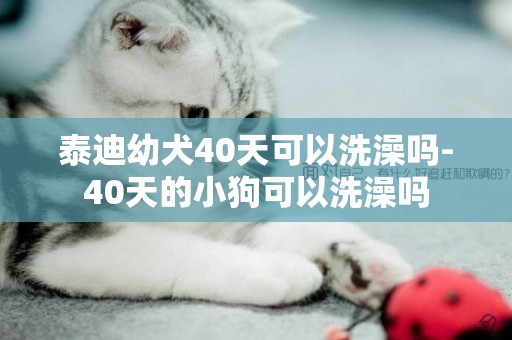 泰迪幼犬40天可以洗澡嗎-40天的小狗可以洗澡嗎