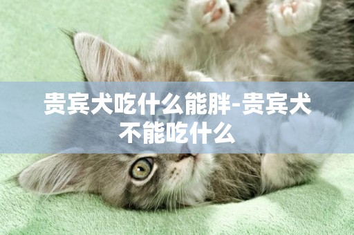 貴賓犬吃什么能胖-貴賓犬不能吃什么