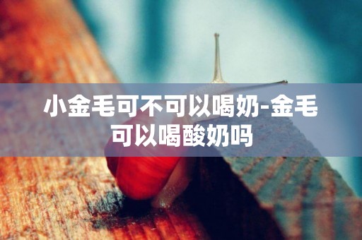 小金毛可不可以喝奶-金毛可以喝酸奶嗎