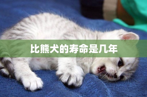 比熊犬的壽命是幾年