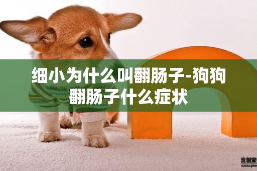 細小為什么叫翻腸子-狗狗翻腸子什么癥狀