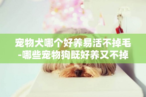 寵物犬哪個好養易活不掉毛-哪些寵物狗既好養又不掉毛