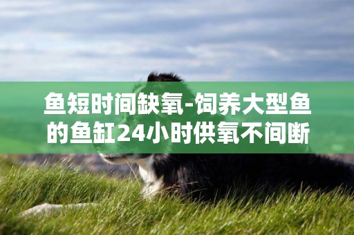 魚短時間缺氧-飼養大型魚的魚缸24小時供氧不間斷
