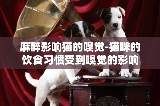麻醉影響貓的嗅覺-貓咪的飲食習慣受到嗅覺的影響