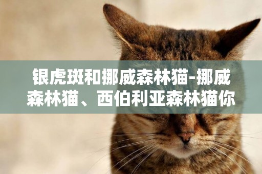 銀虎斑和挪威森林貓-挪威森林貓、西伯利亞森林貓你知道長什么樣嗎