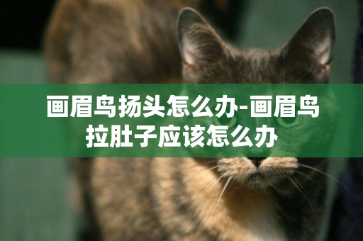 畫眉鳥揚頭怎么辦-畫眉鳥拉肚子應該怎么辦