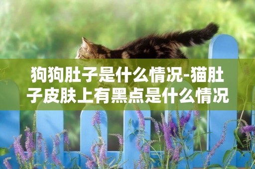 狗狗肚子是什么情況-貓肚子皮膚上有黑點是什么情況