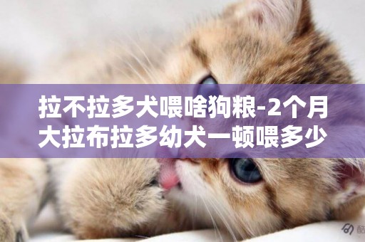 拉不拉多犬喂啥狗糧-2個月大拉布拉多幼犬一頓喂多少狗糧