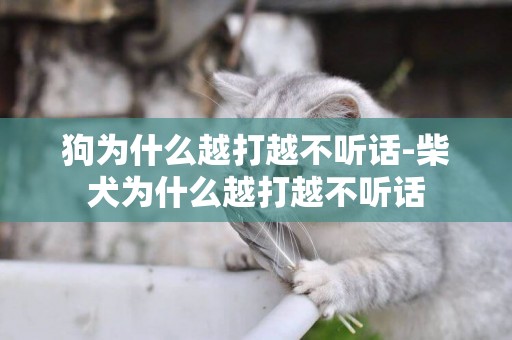 狗為什么越打越不聽話-柴犬為什么越打越不聽話