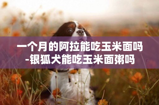 一個月的阿拉能吃玉米面嗎-銀狐犬能吃玉米面粥嗎
