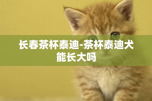 長春茶杯泰迪-茶杯泰迪犬能長大嗎