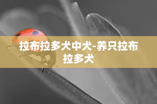 拉布拉多犬中犬-養只拉布拉多犬