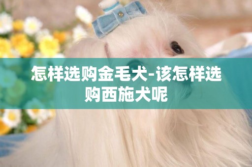 怎樣選購金毛犬-該怎樣選購西施犬呢