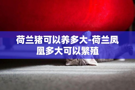 荷蘭豬可以養多大-荷蘭鳳凰多大可以繁殖