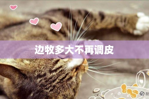 邊牧多大不再調皮