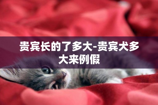 貴賓長的了多大-貴賓犬多大來例假