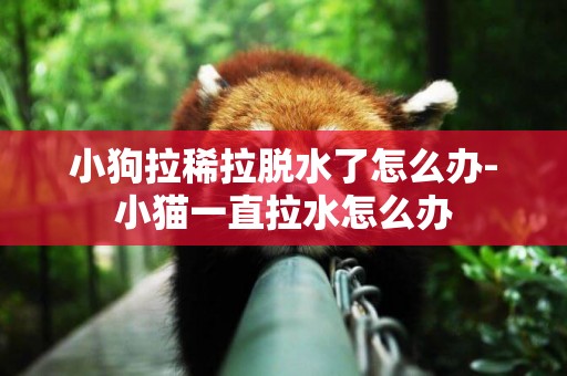 小狗拉稀拉脫水了怎么辦-小貓一直拉水怎么辦