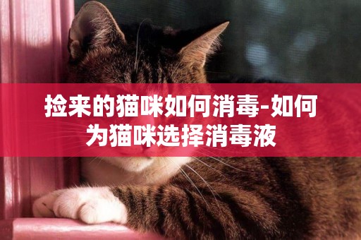 撿來的貓咪如何消毒-如何為貓咪選擇消毒液