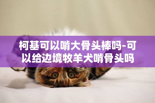 柯基可以啃大骨頭棒嗎-可以給邊境牧羊犬啃骨頭嗎