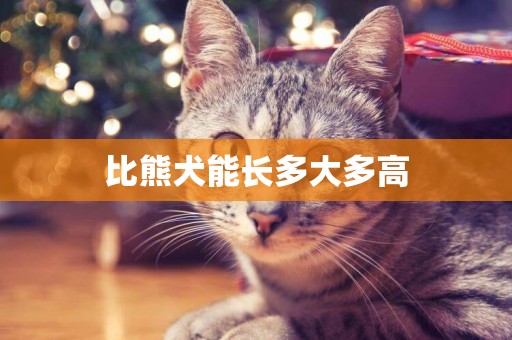 比熊犬能長多大多高