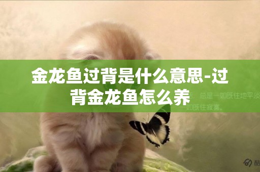 金龍魚過背是什么意思-過背金龍魚怎么養