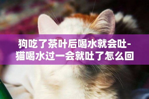 狗吃了茶葉后喝水就會吐-貓喝水過一會就吐了怎么回事