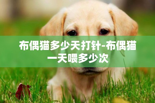 布偶貓多少天打針-布偶貓一天喂多少次