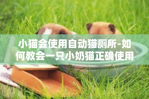小貓會使用自動貓廁所-如何教會一只小奶貓正確使用貓砂盆上廁所