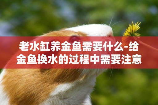 老水缸養金魚需要什么-給金魚換水的過程中需要注意什么